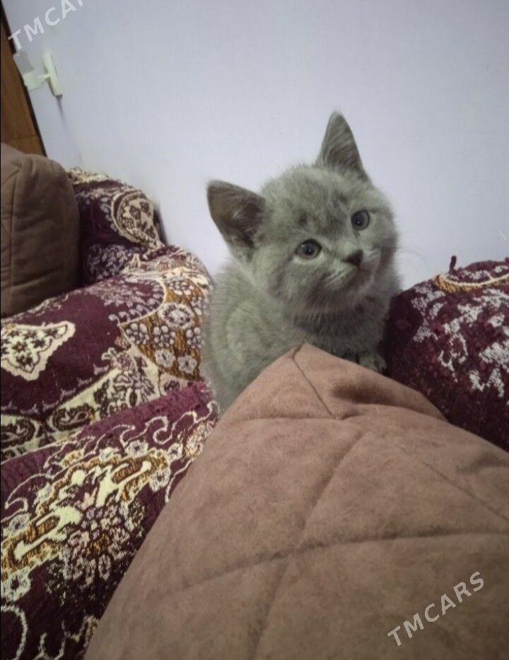 котята - Türkmenabat - img 1