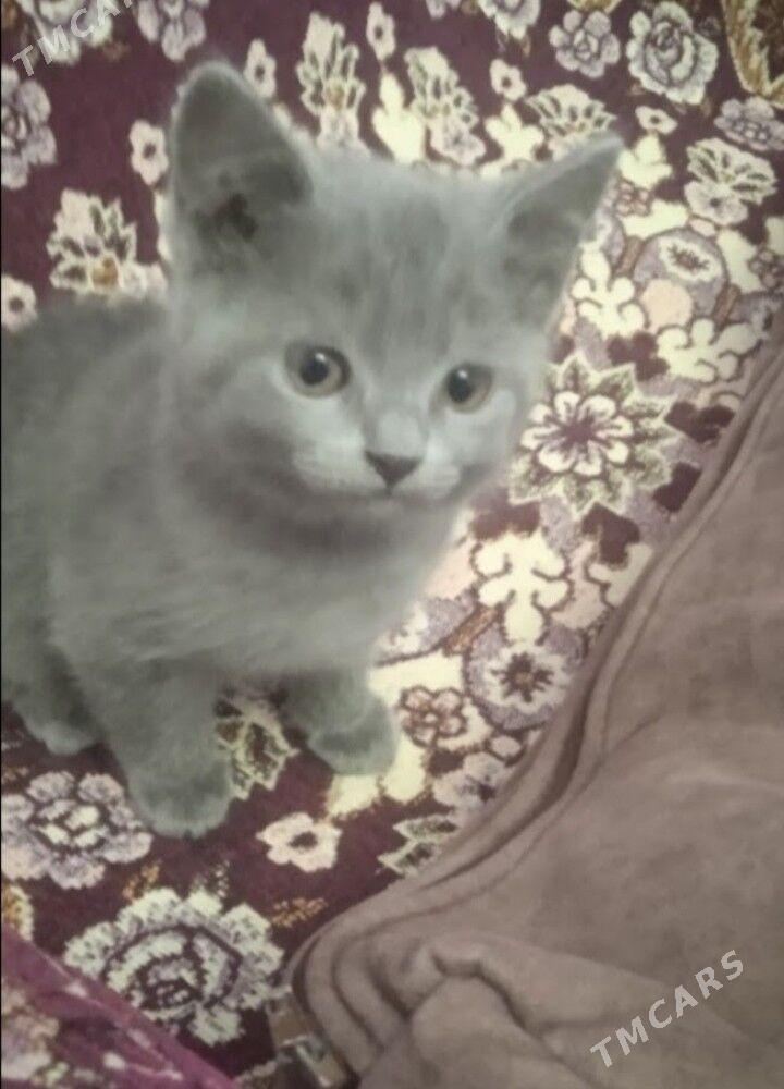 котята - Türkmenabat - img 3