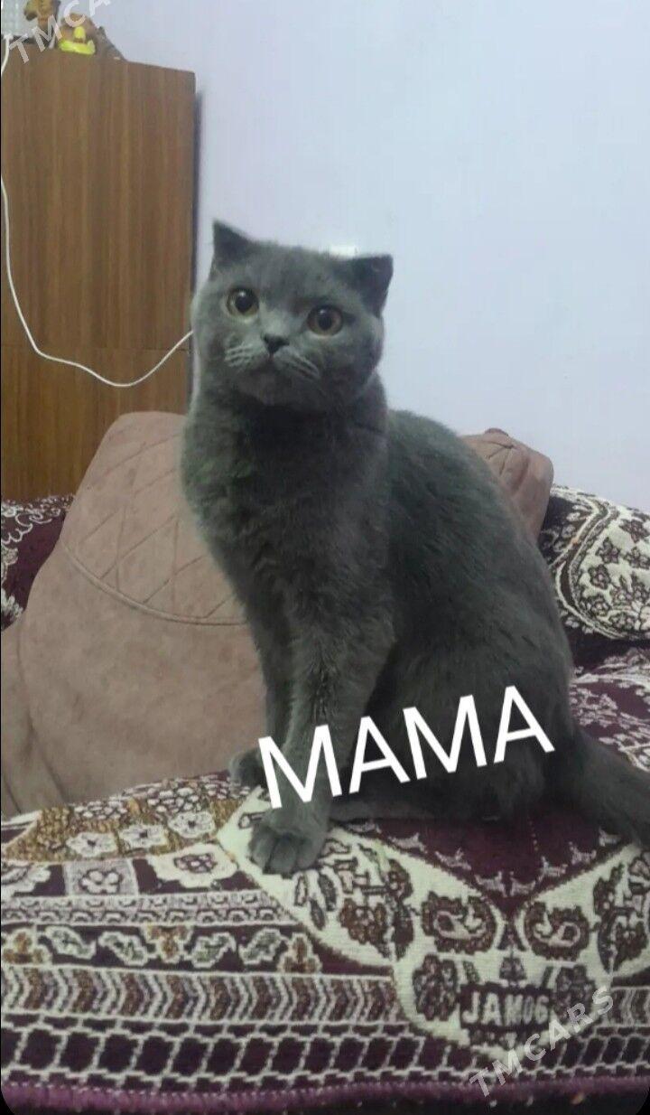 котята - Türkmenabat - img 4