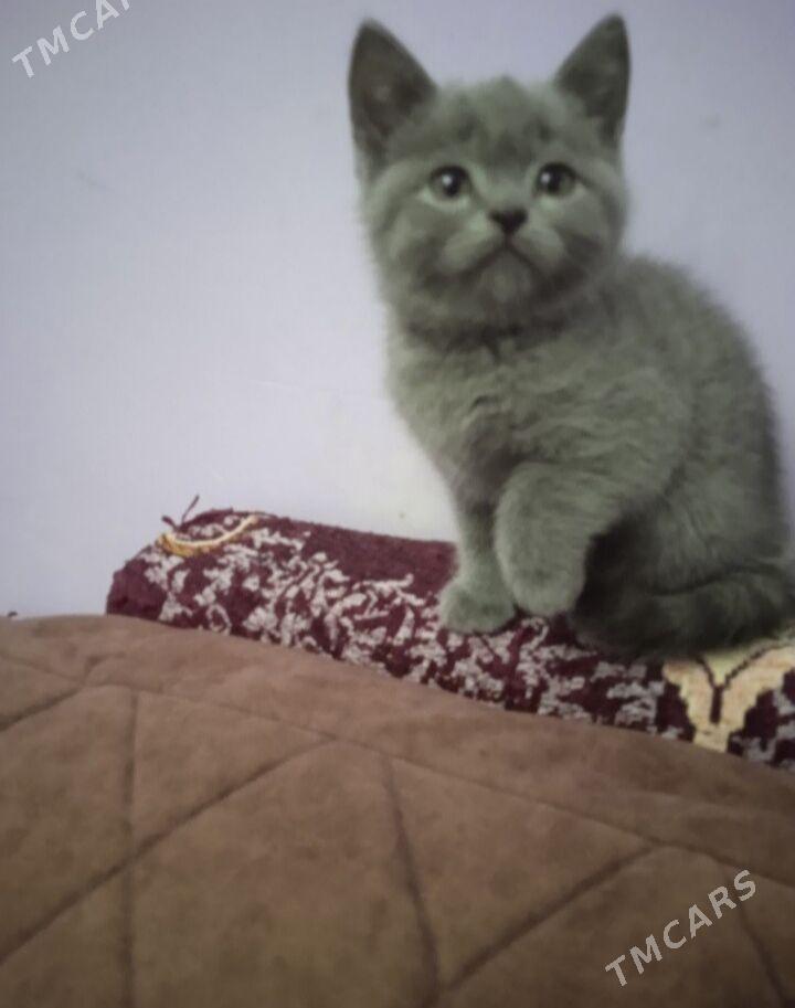 котята - Türkmenabat - img 2