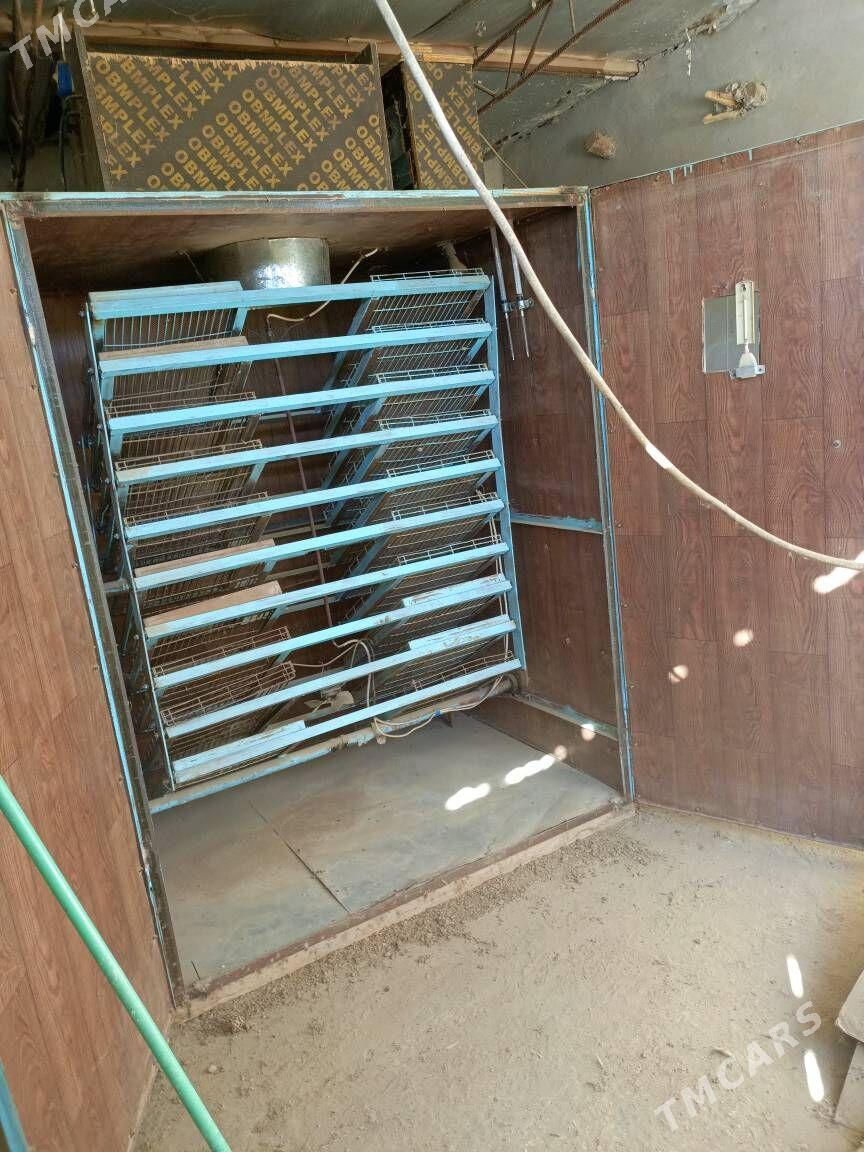 инкубатор для 4500 яйиц - Türkmenabat - img 4