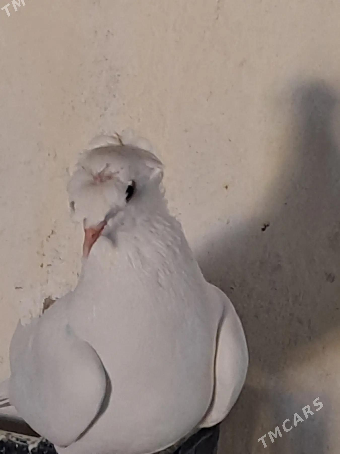 kepderi - Ашхабад - img 1