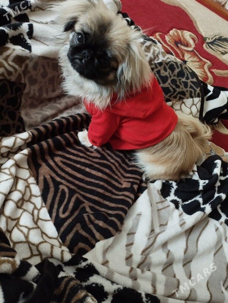 пикинес - Мары - img 5