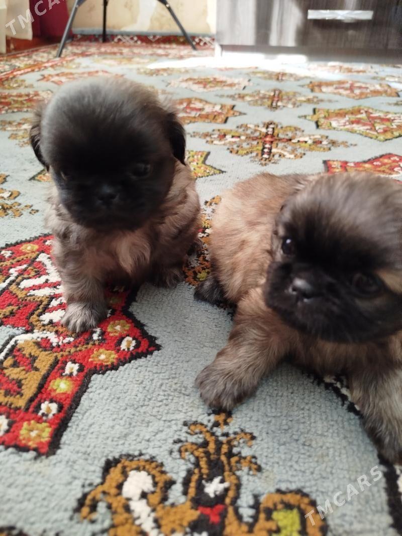 пикинес - Мары - img 3