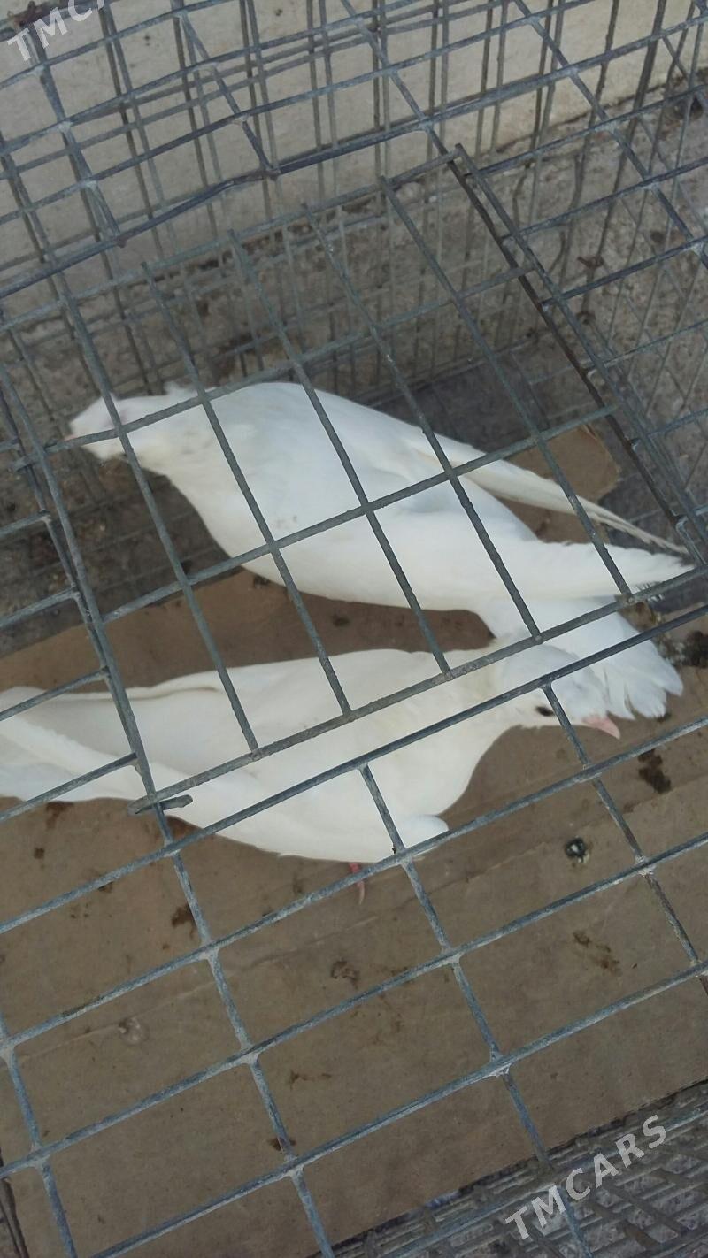 kepderi - Ашхабад - img 4