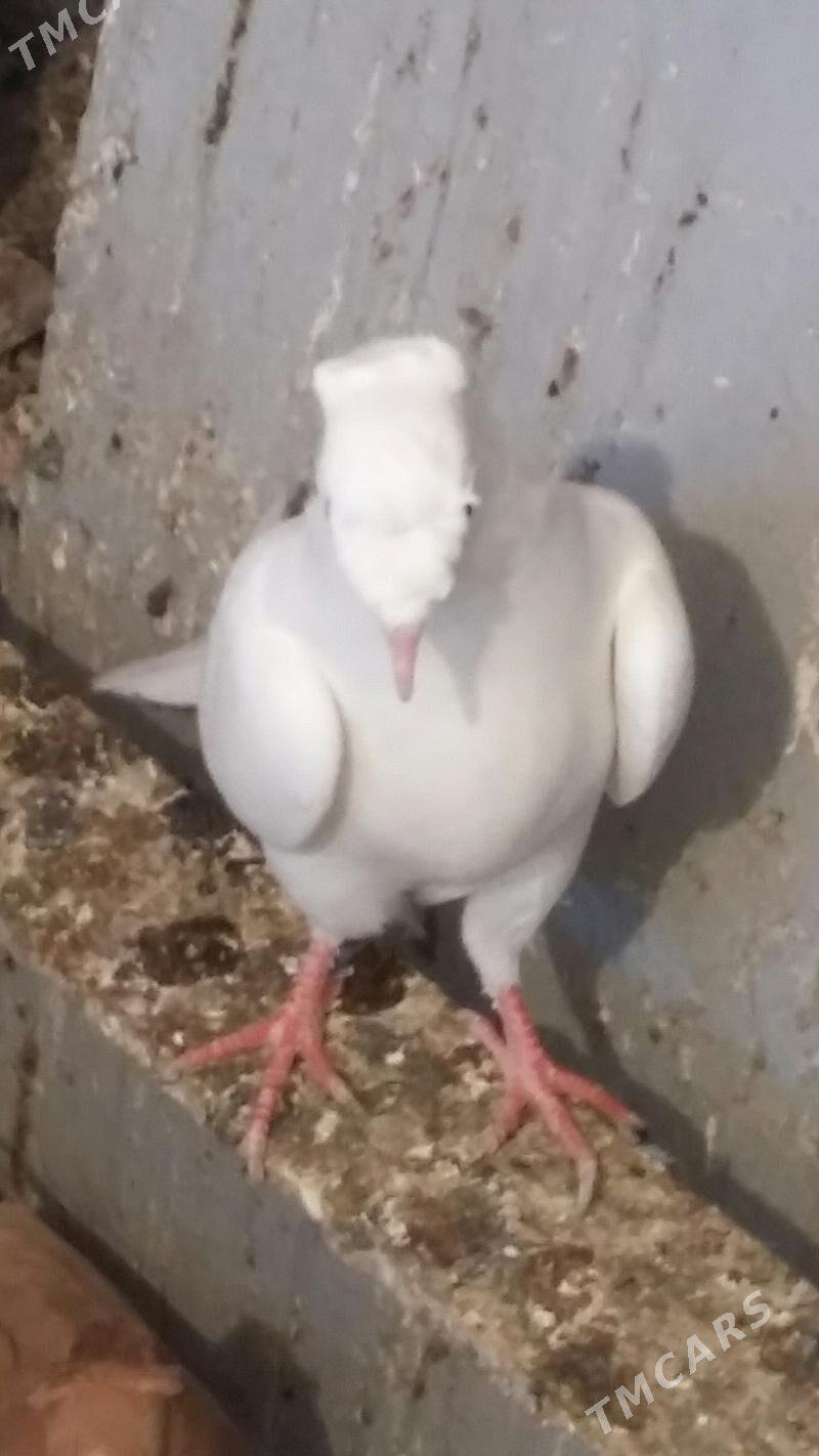 kepderi - Ашхабад - img 2