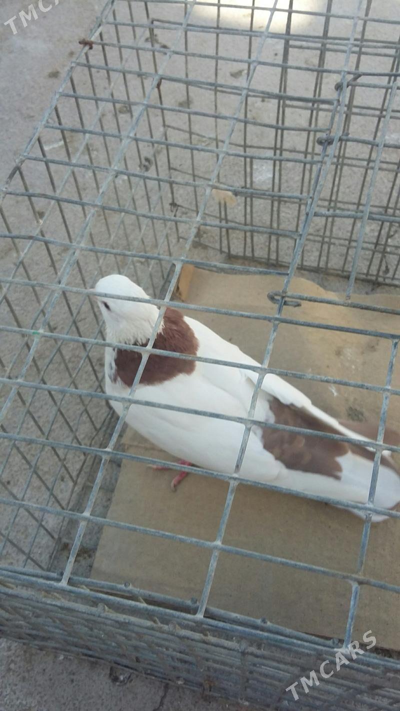 kepderi - Ашхабад - img 2