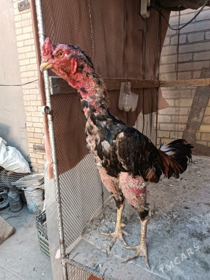 horaz - Туркменабат - img 2