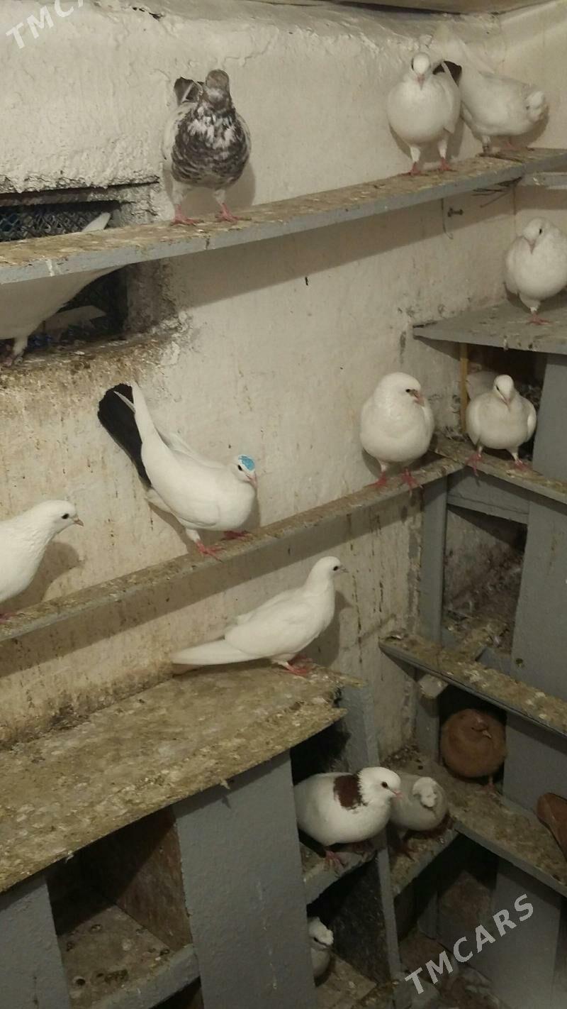 kepderi - Ашхабад - img 3