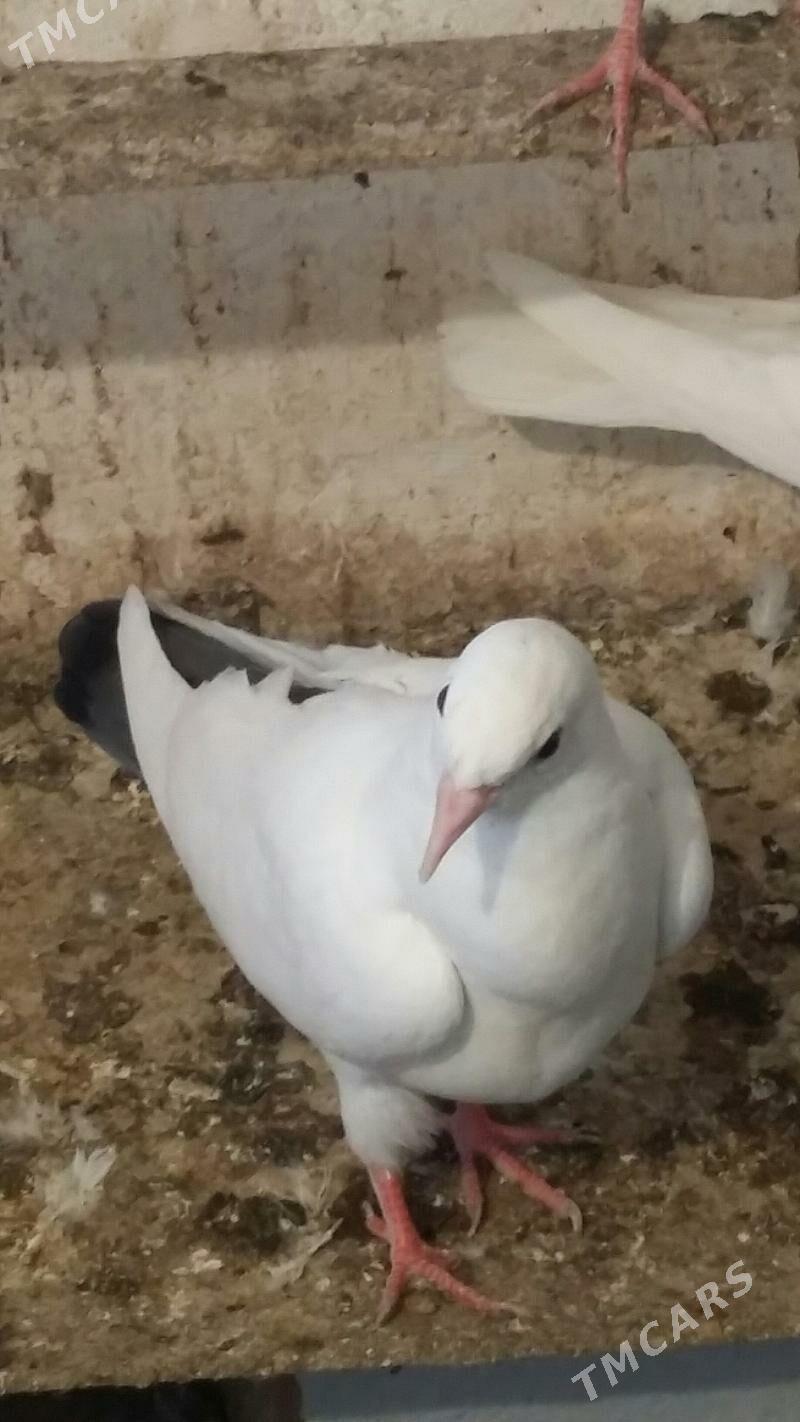 kepderi - Ашхабад - img 4