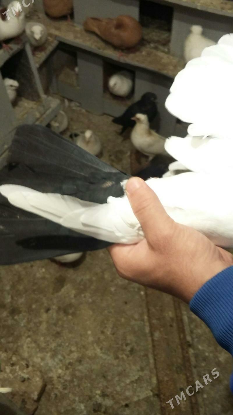 kepderi - Ашхабад - img 2