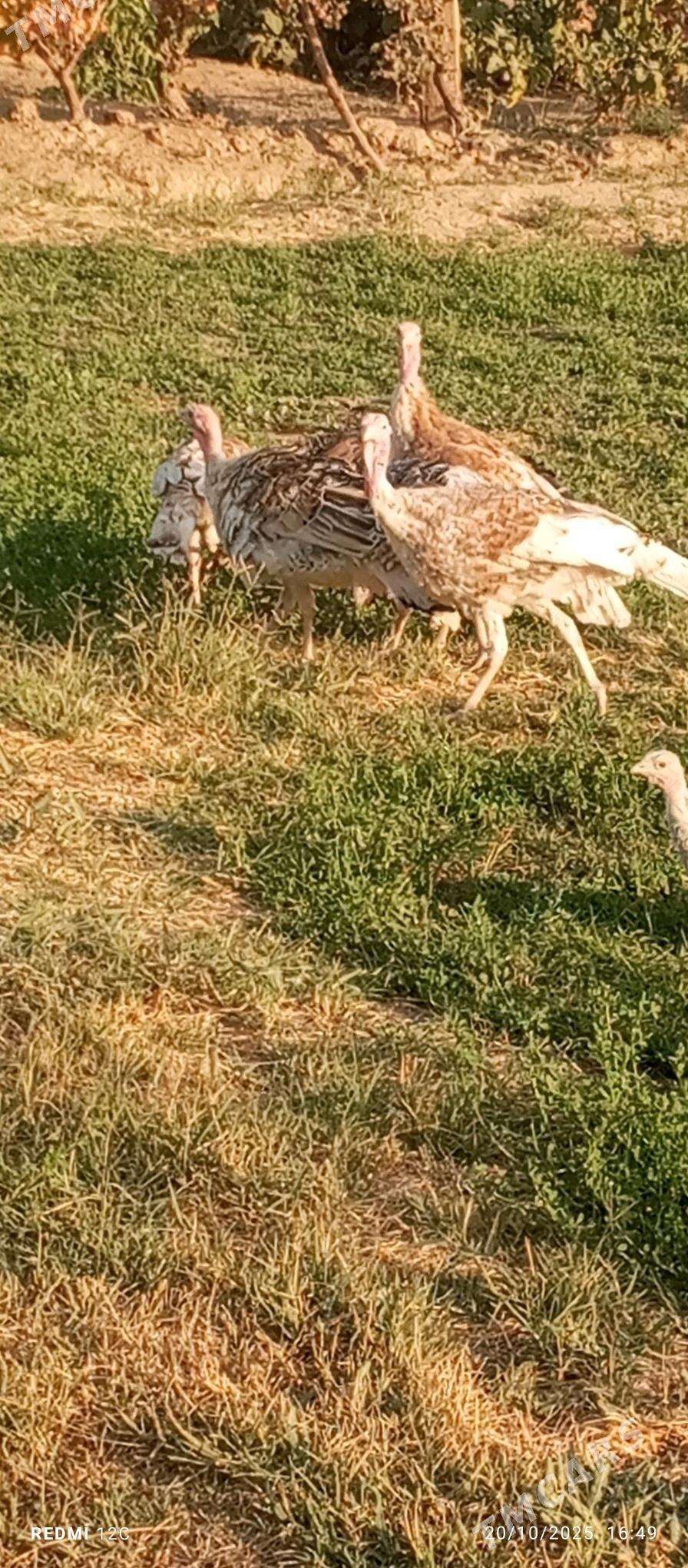 induk - Мары - img 2