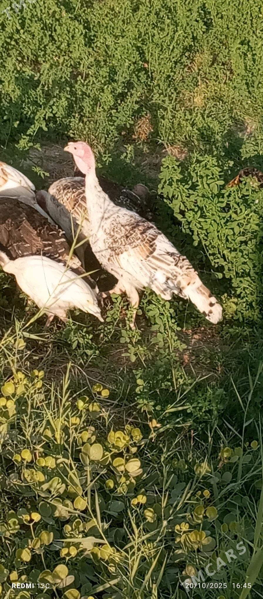 induk - Мары - img 3