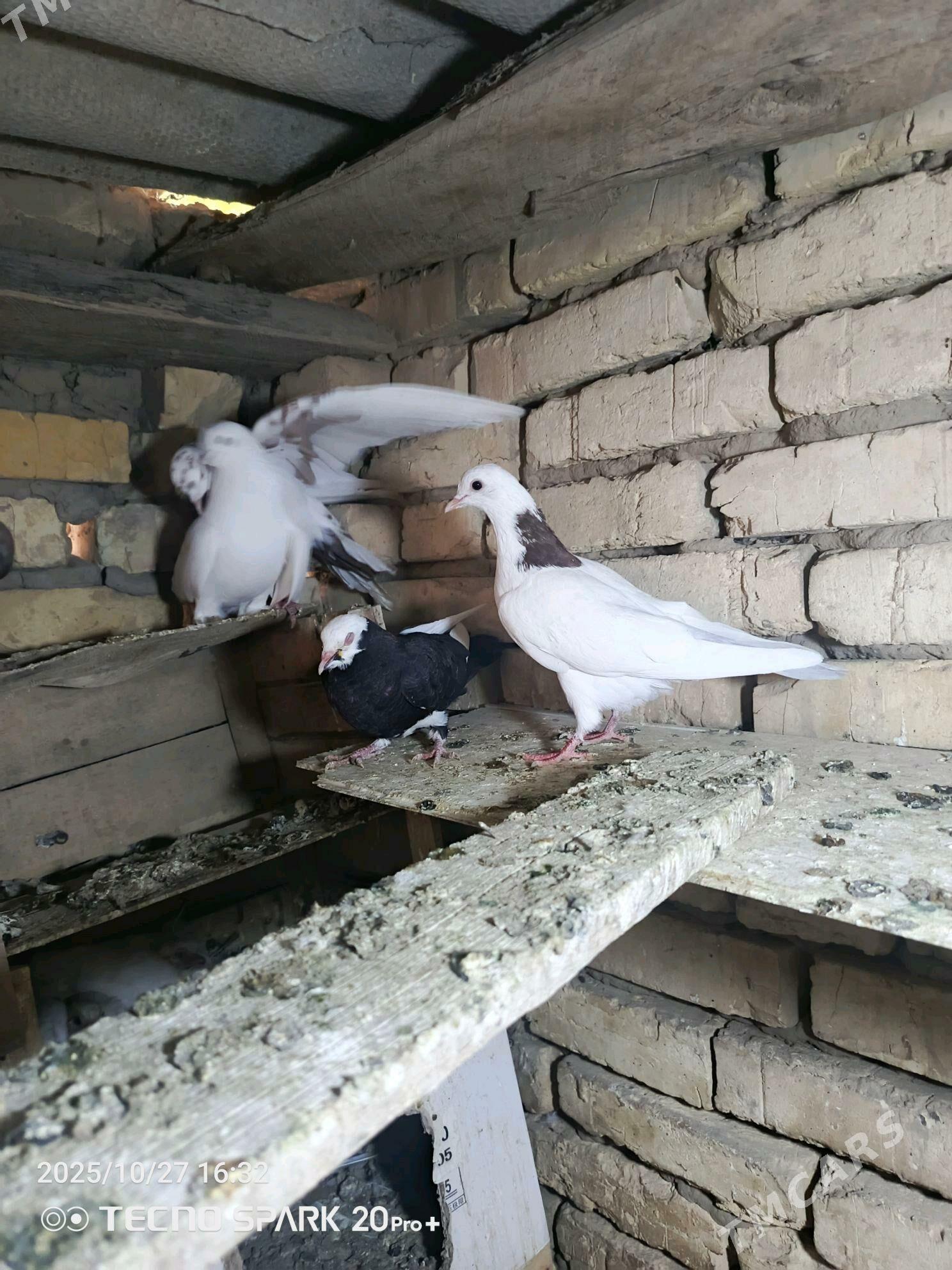 kepderi - Мары - img 5