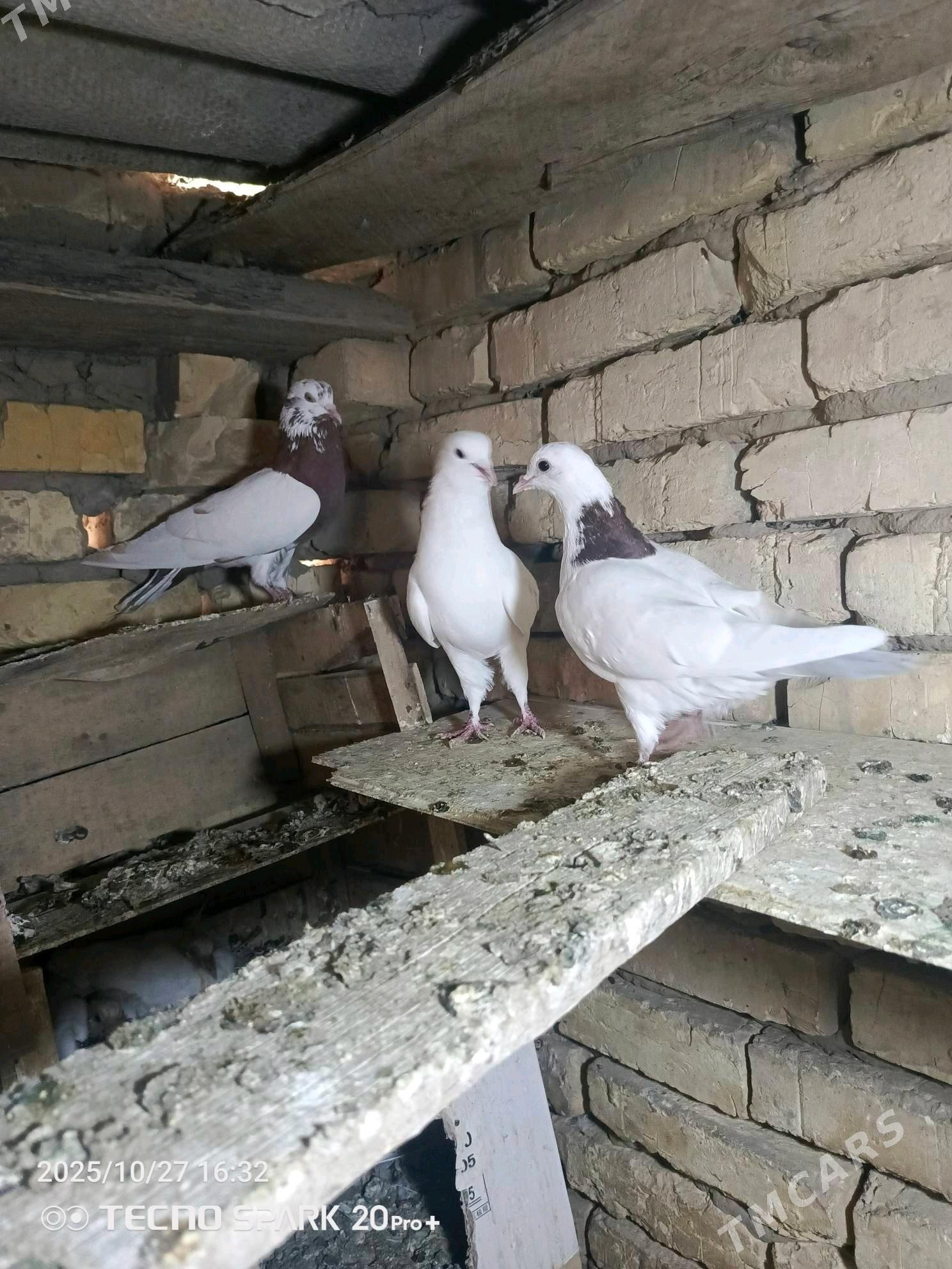 kepderi - Мары - img 3