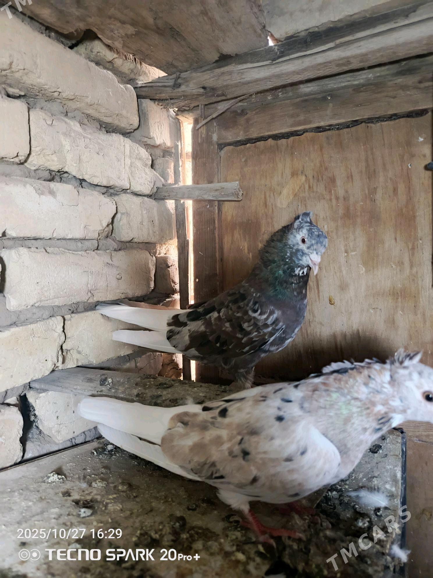 kepderi - Мары - img 8