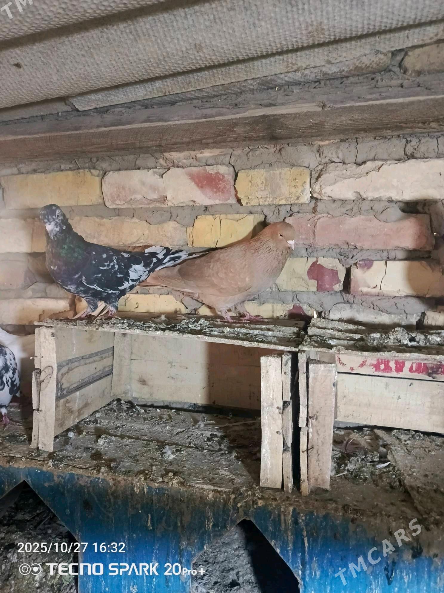 kepderi - Мары - img 4