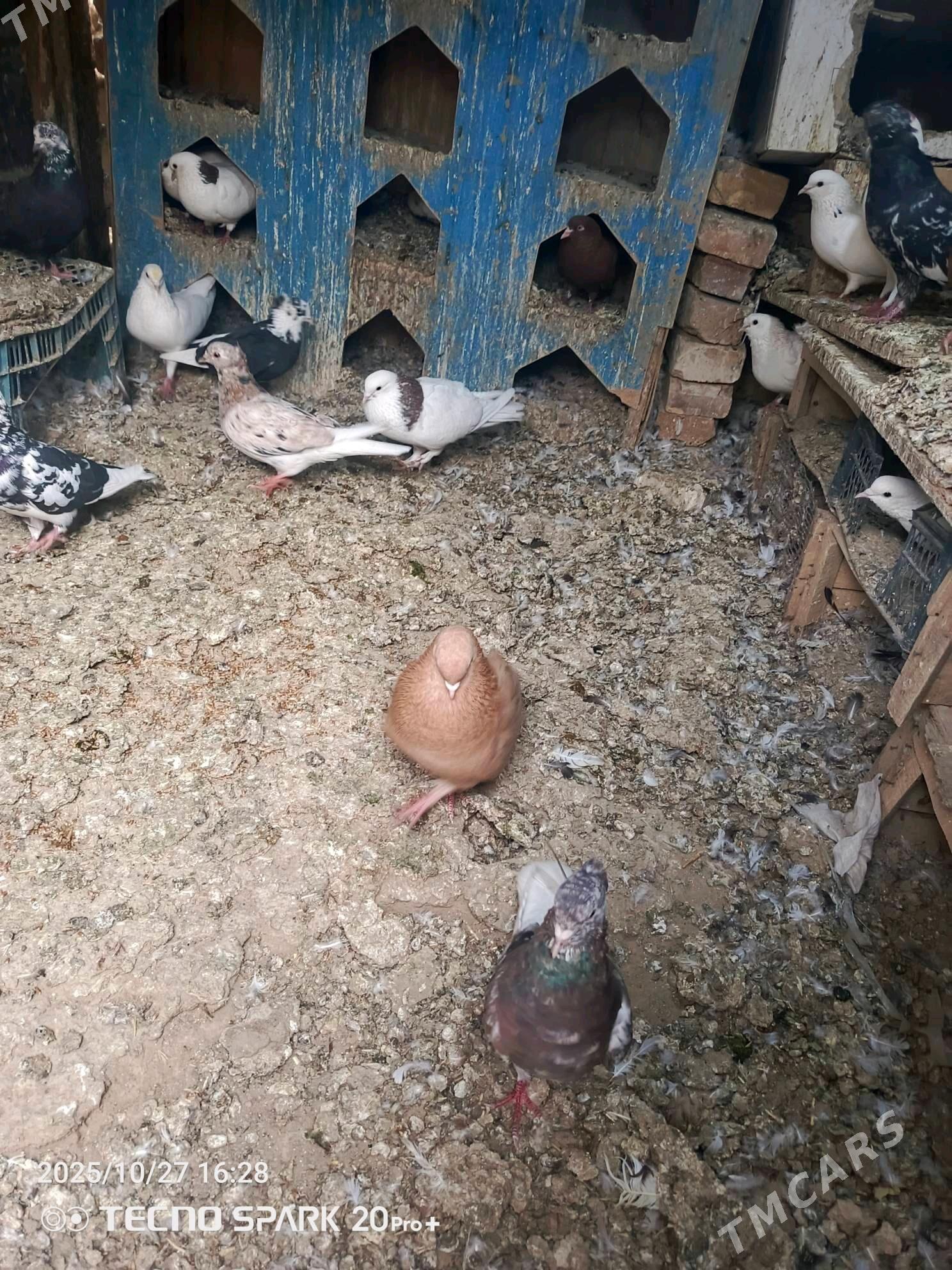 kepderi - Мары - img 9