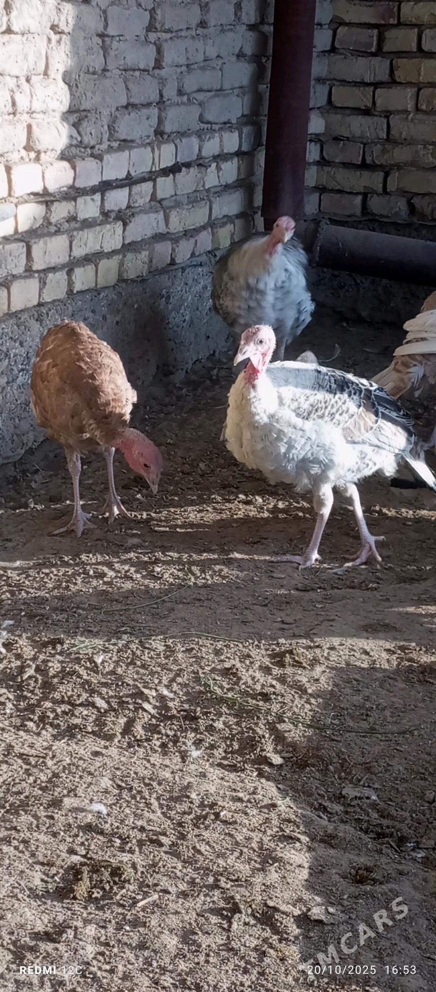 induk - Мары - img 1