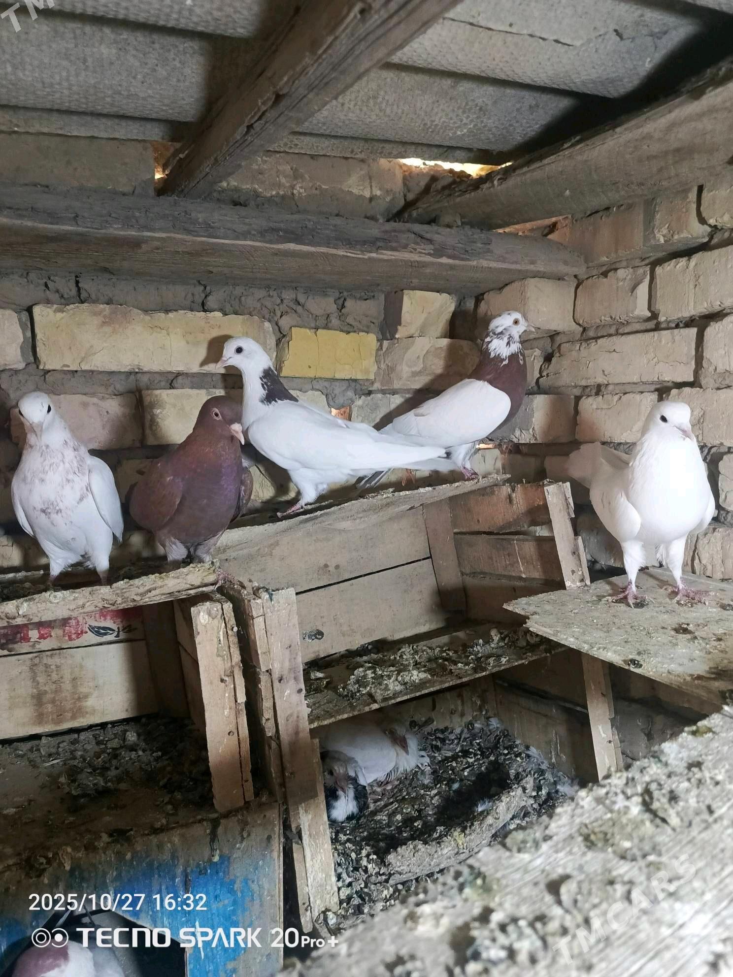 kepderi - Мары - img 2