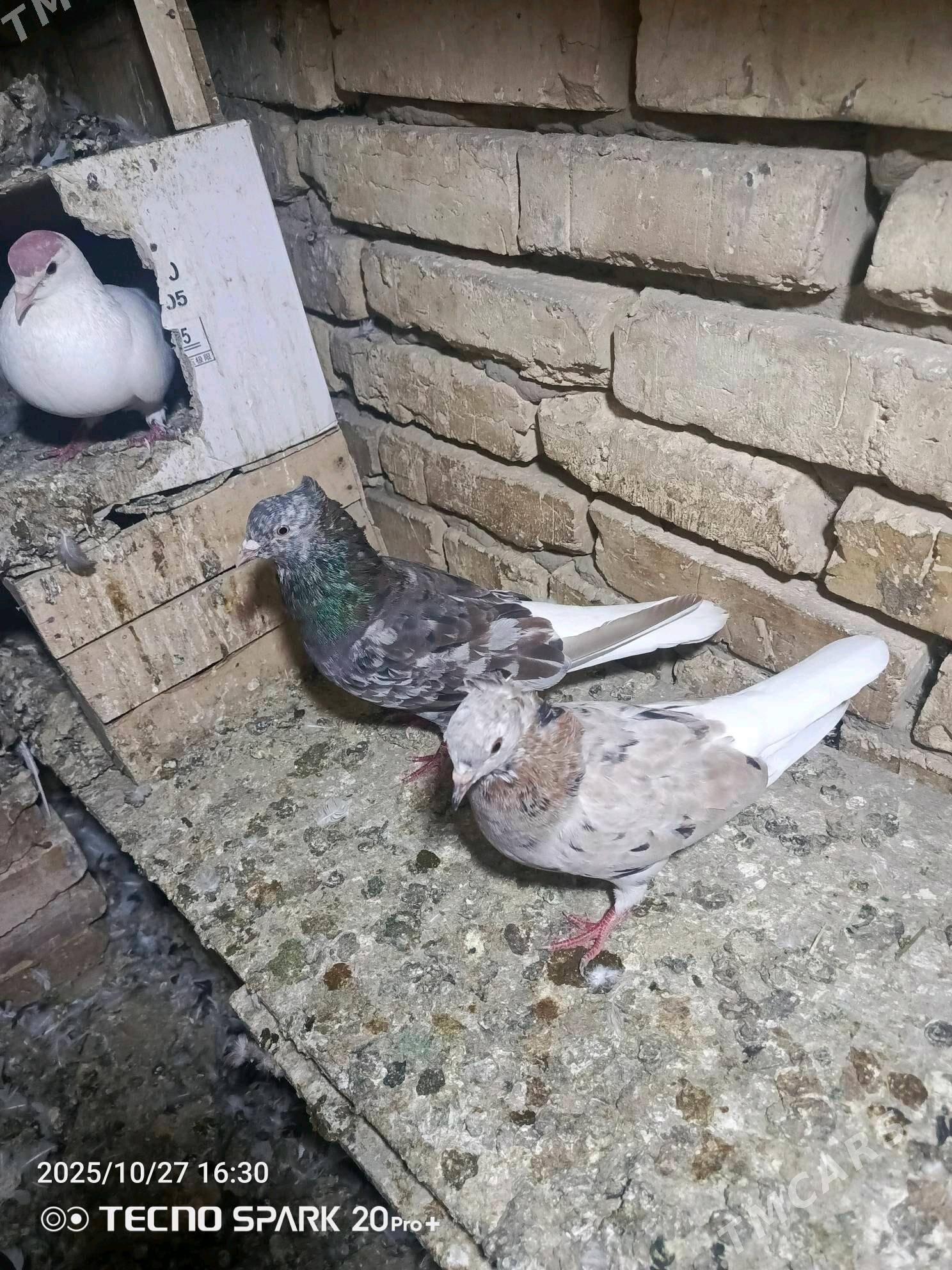 kepderi - Мары - img 7