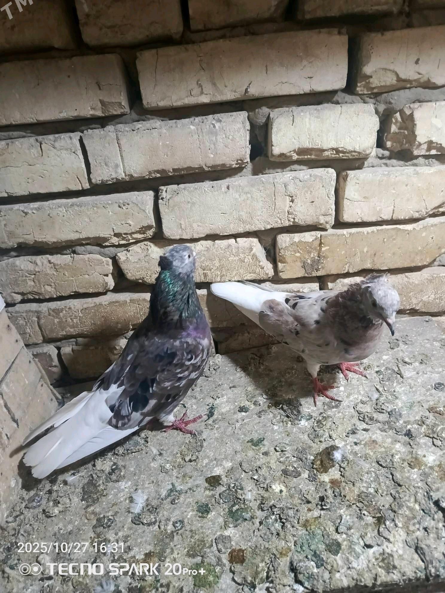 kepderi - Мары - img 6