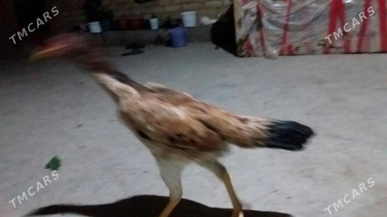 товук - Туркменабат - img 4