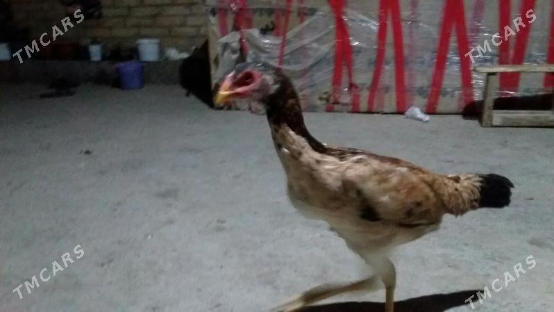 товук - Туркменабат - img 2