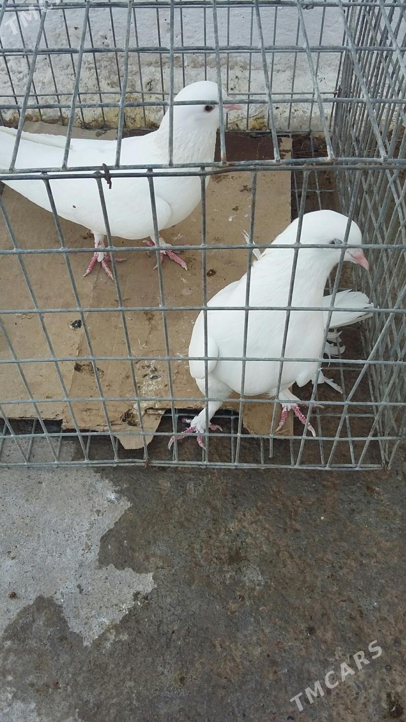 kepderi - Aşgabat - img 2