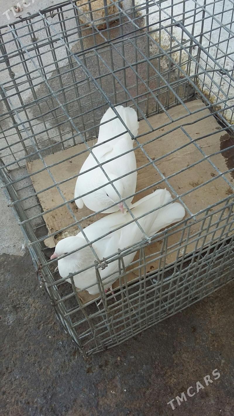 kepderi - Aşgabat - img 3