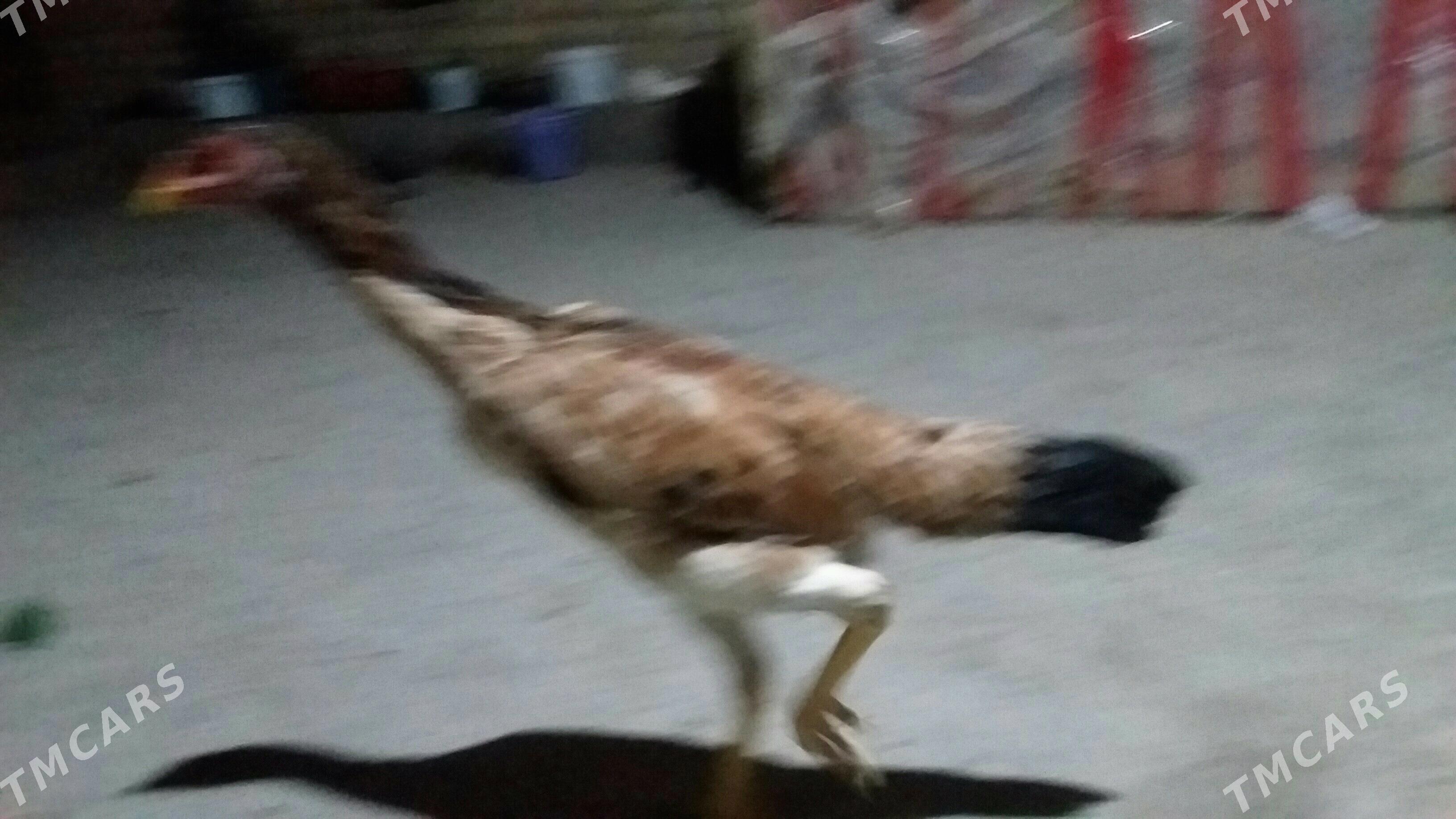 товук - Туркменабат - img 3