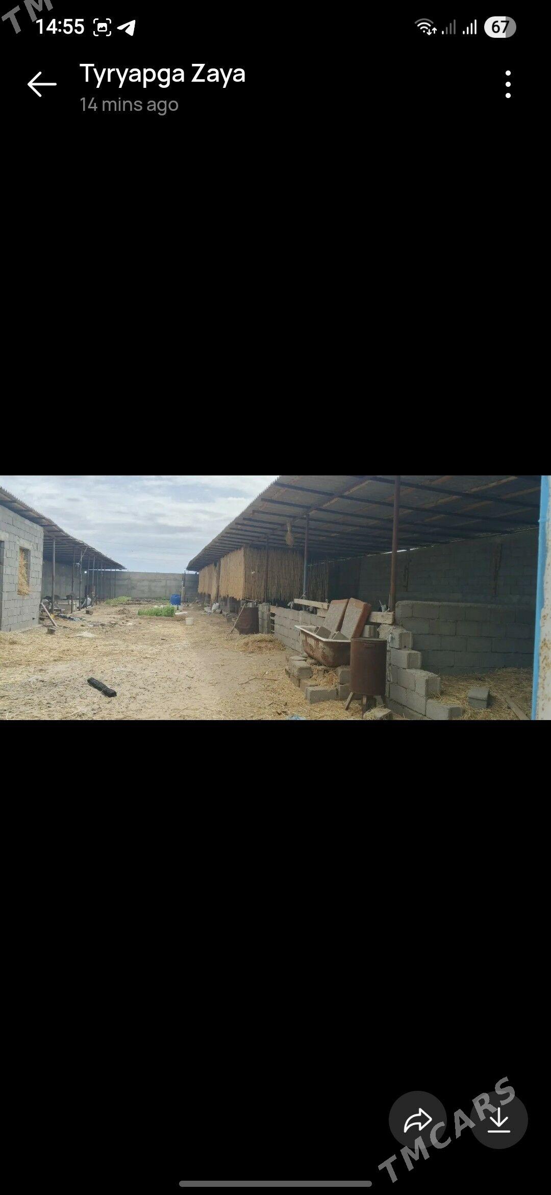 Talhanny yer - Бузмеин - img 8