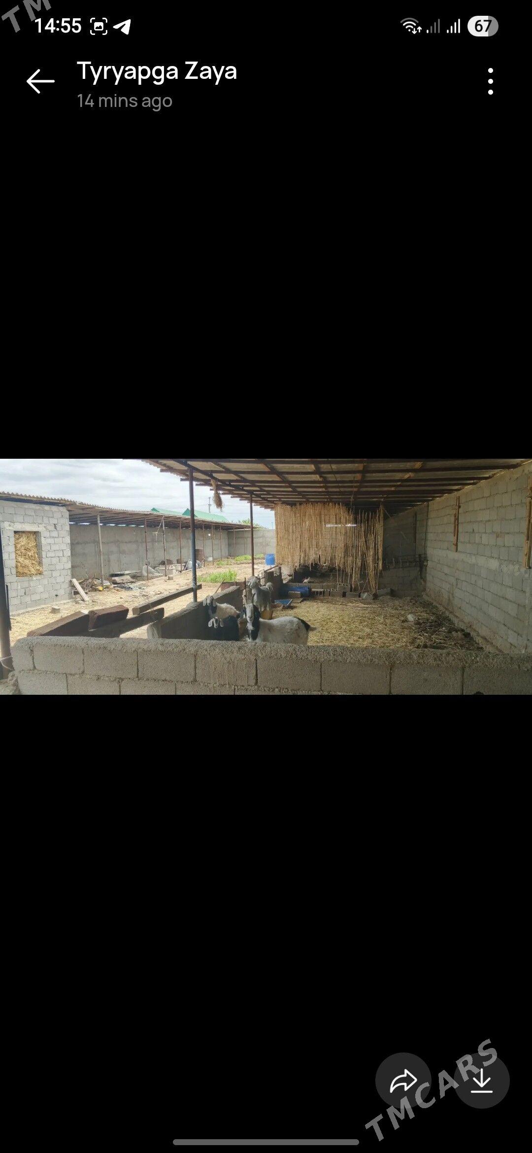 Talhanny yer - Бузмеин - img 5