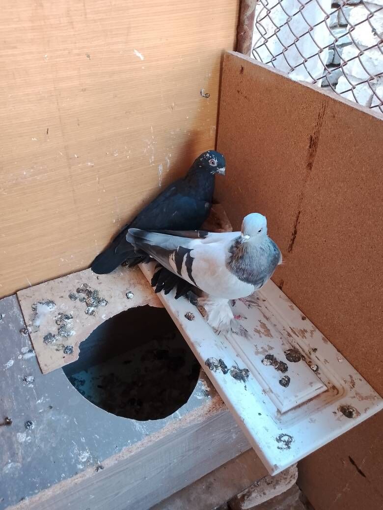 Kepderi - Шатлык - img 2