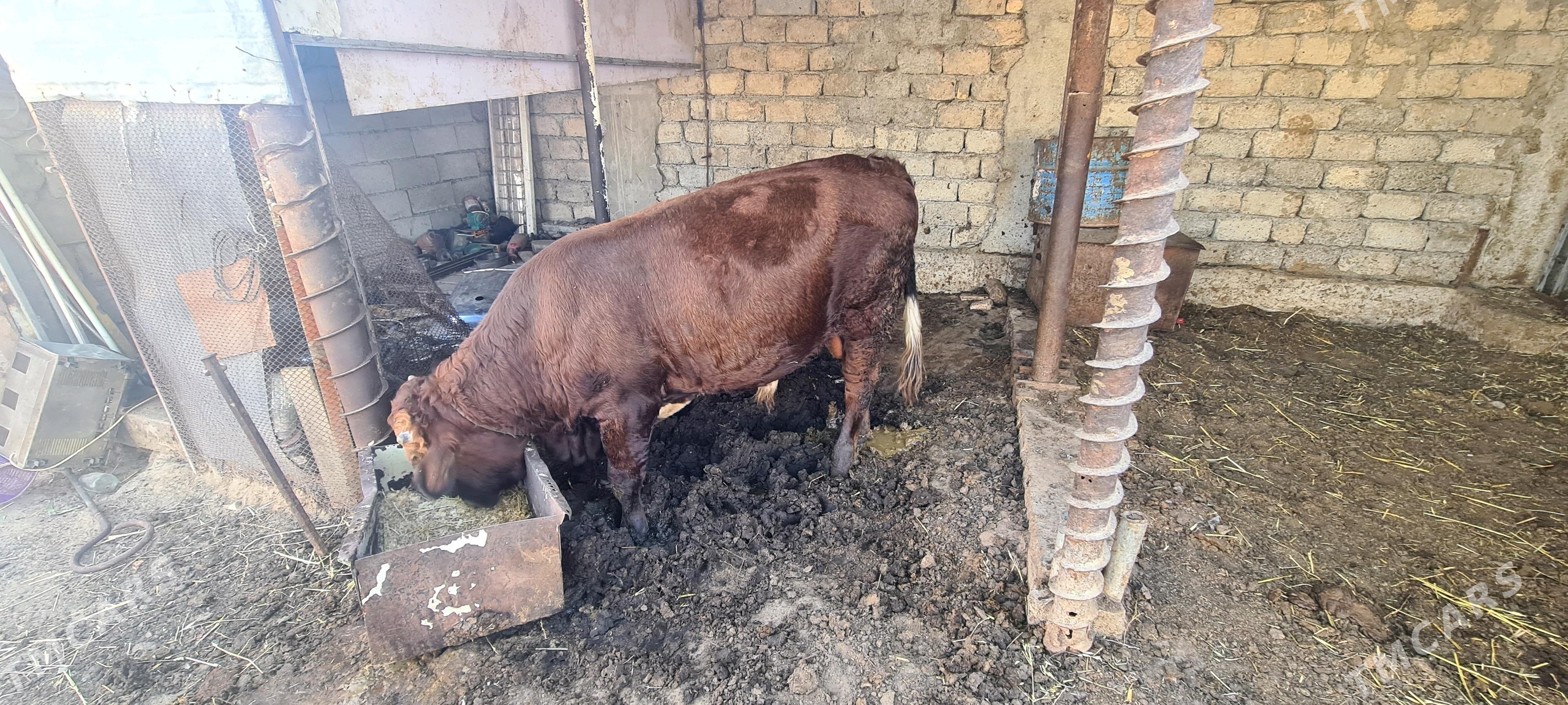 okuz - Чоганлы - img 3