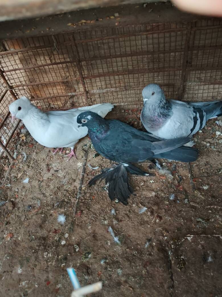 Kepderi - Шатлык - img 3