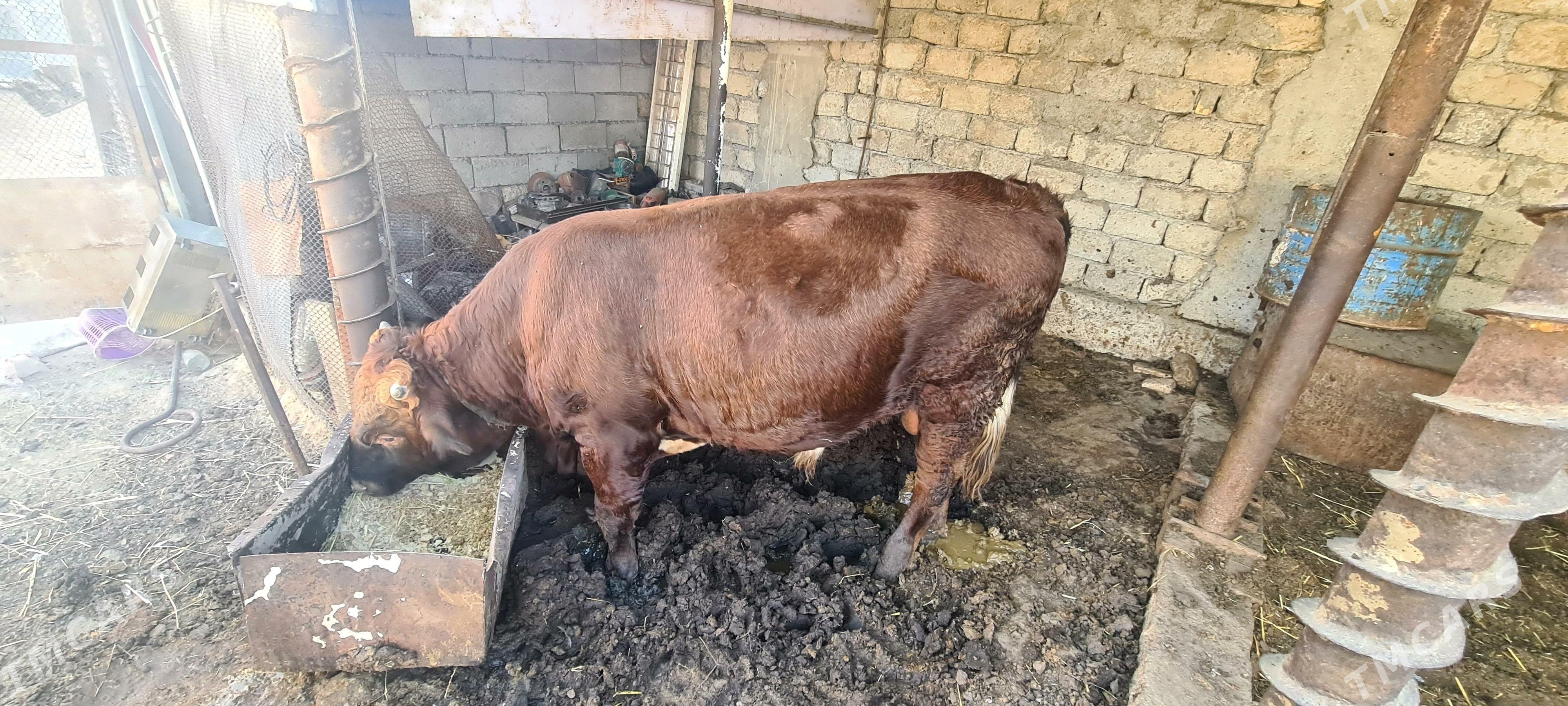 okuz - Чоганлы - img 2