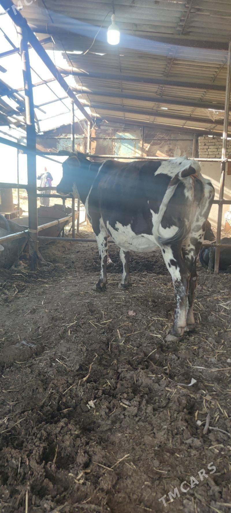 bogaz sygyr suyli - Векильбазар - img 2