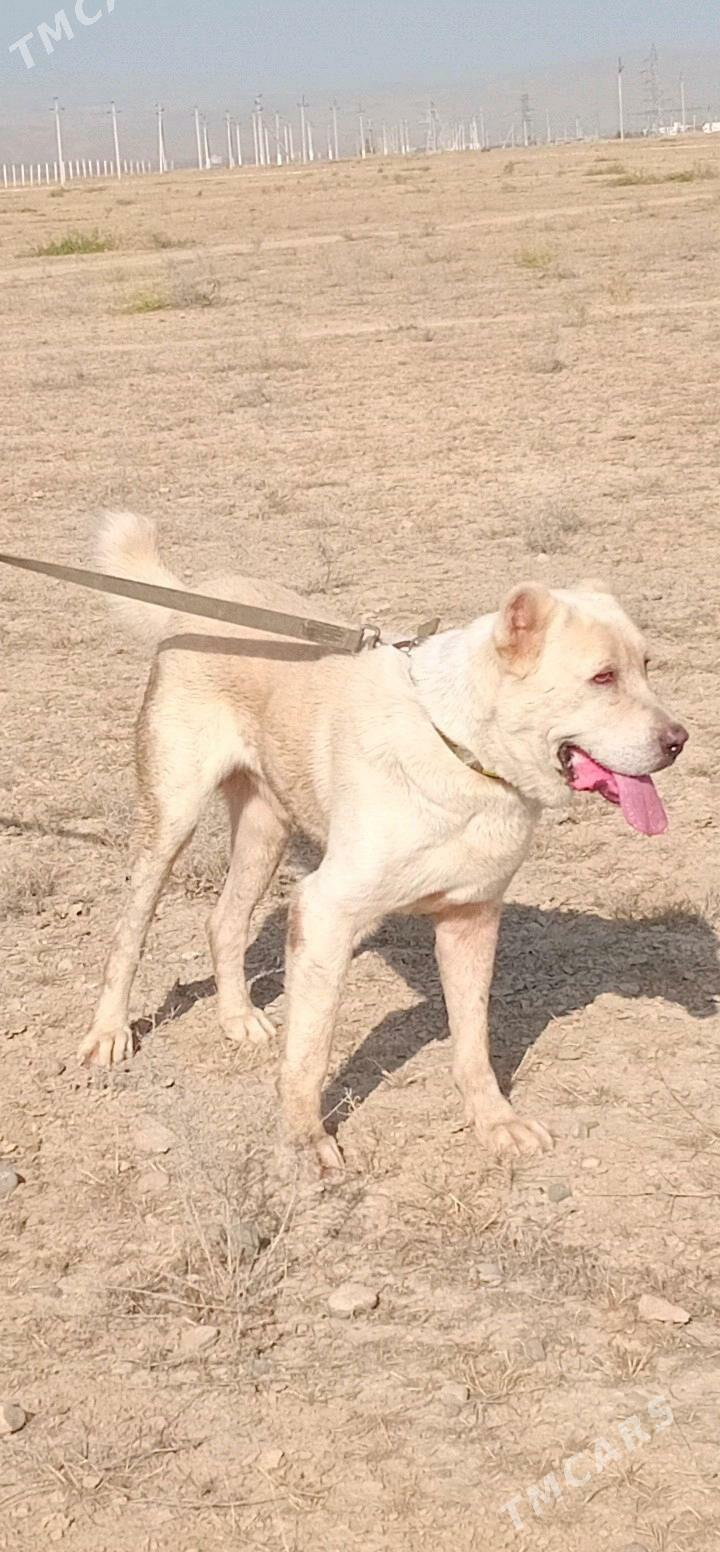 alabay - Büzmeýin GRES - img 1