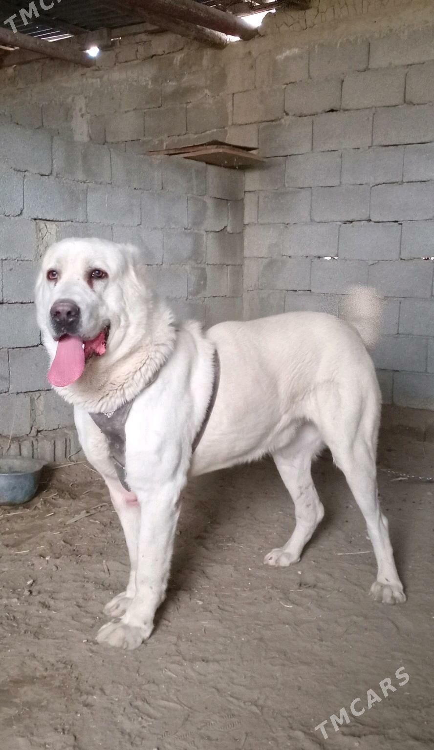 alabay - Büzmeýin GRES - img 3