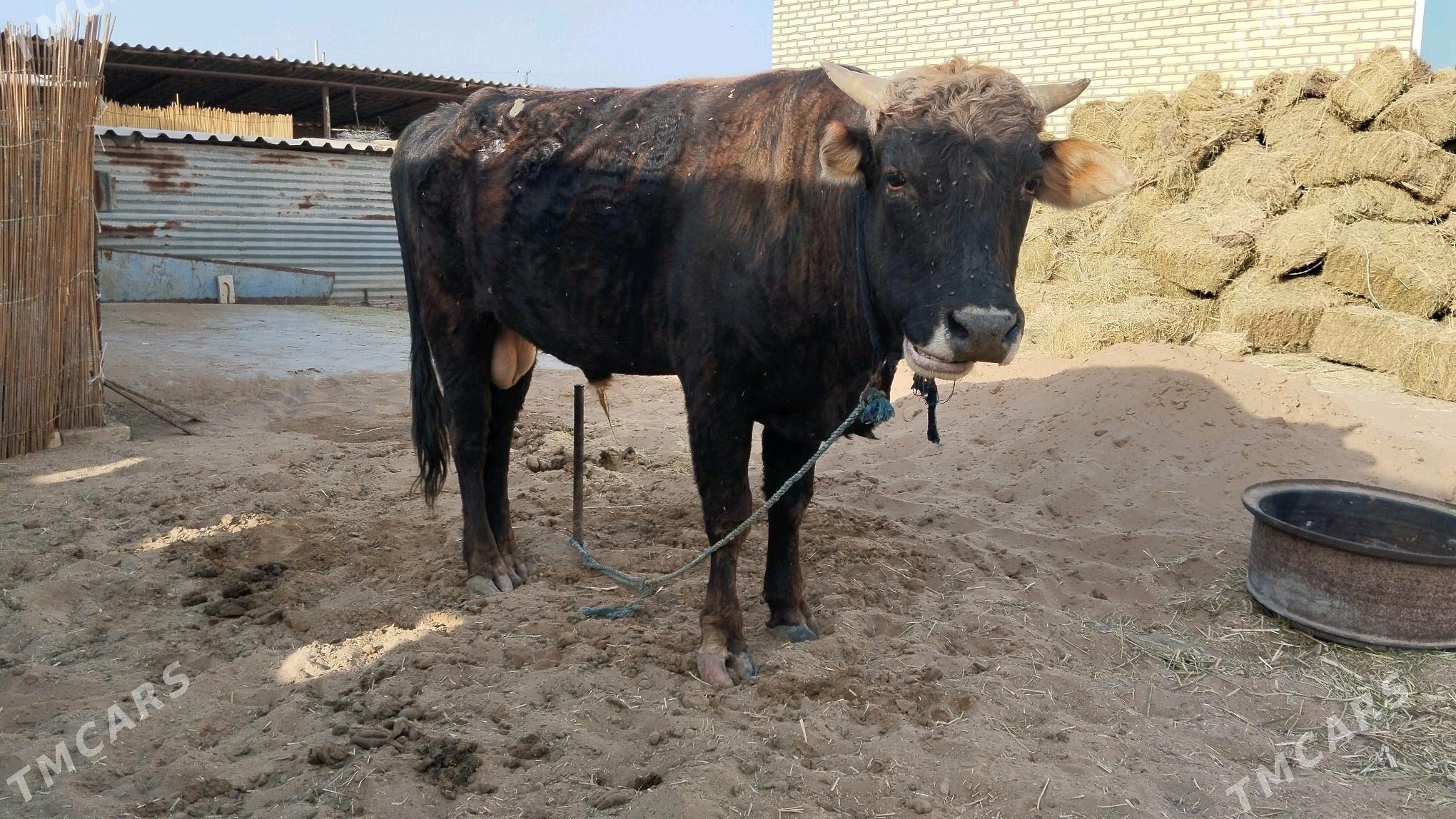 öküz - Babadaýhan - img 2