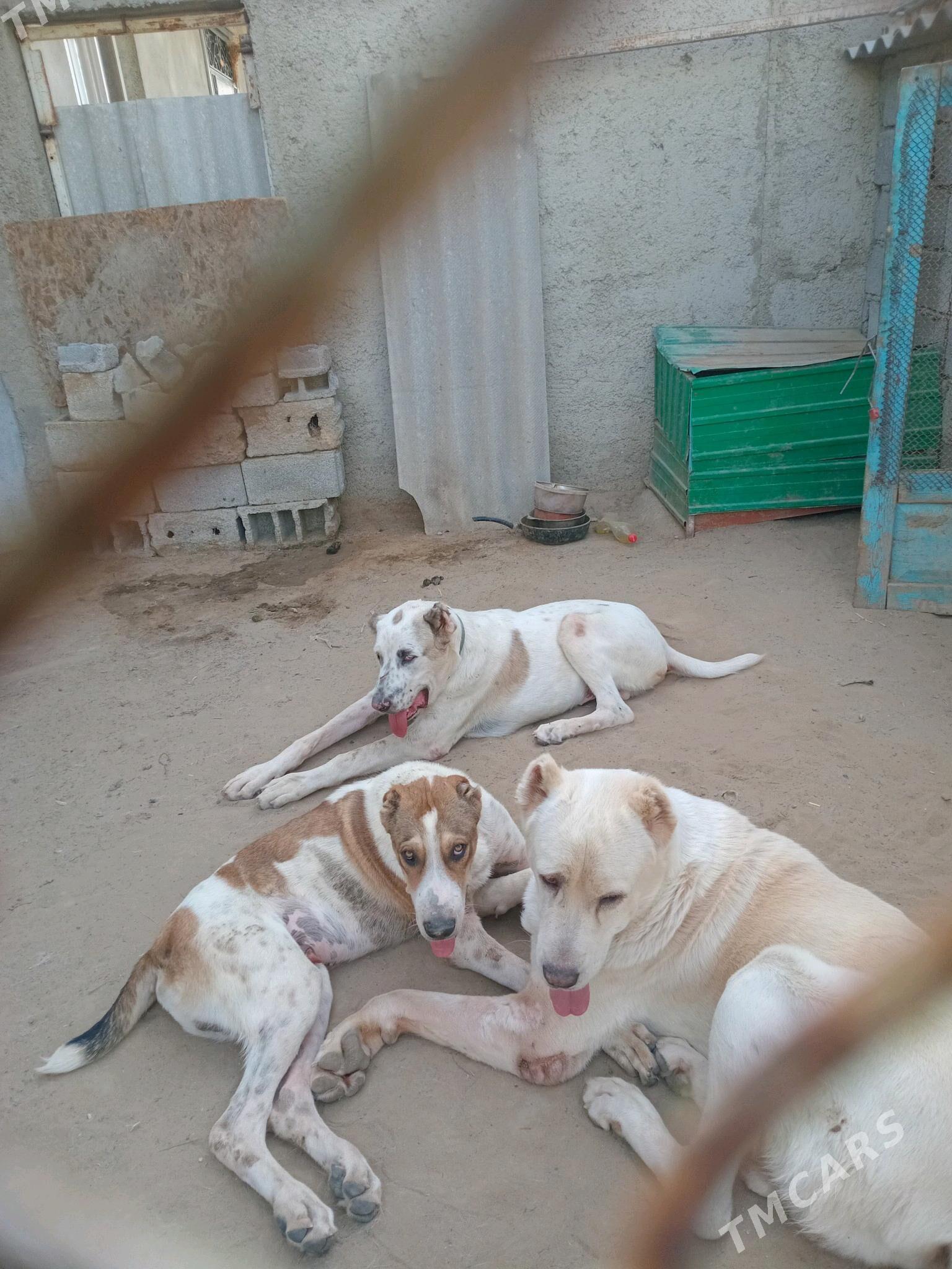 alabay - Büzmeýin GRES - img 2