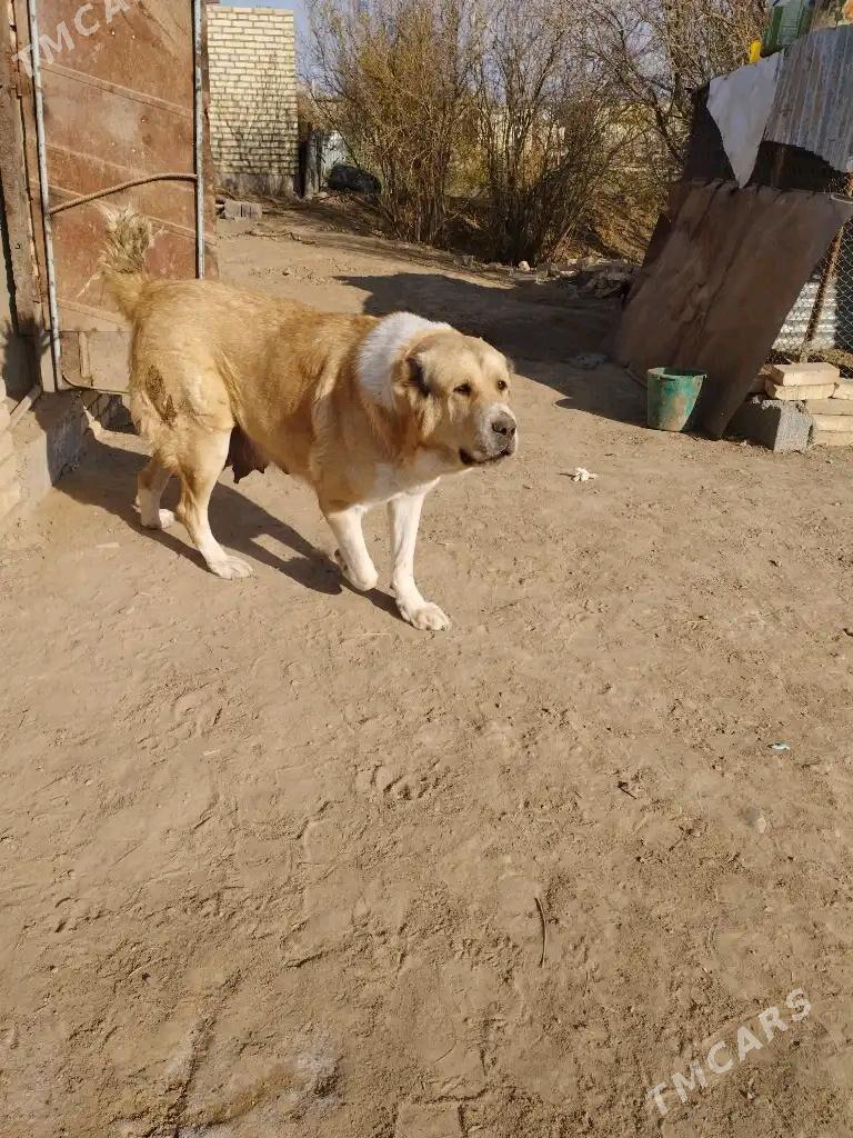 alabay - Büzmeýin GRES - img 6