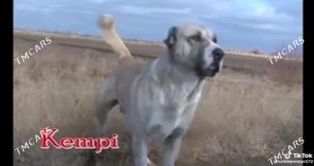 alabay - Büzmeýin GRES - img 5