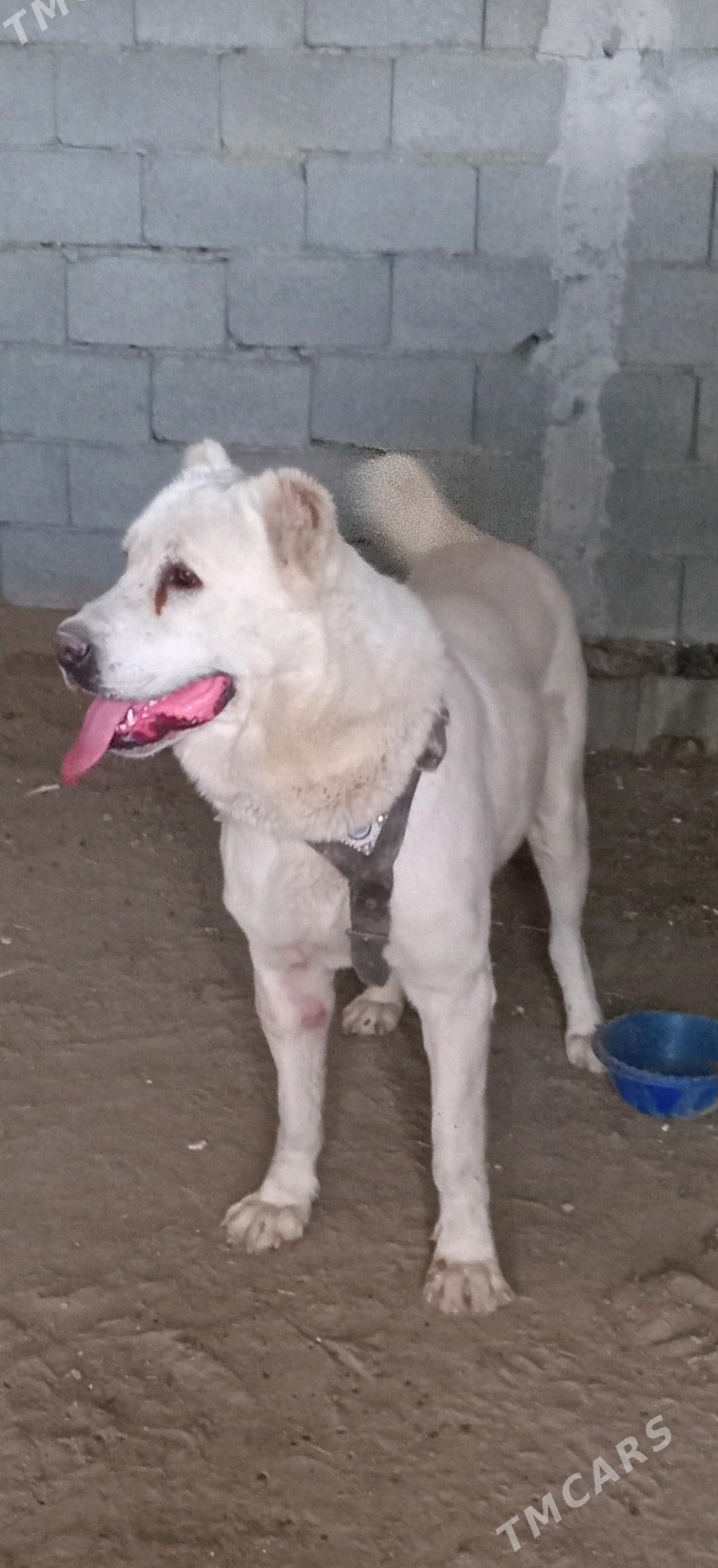 alabay - Büzmeýin GRES - img 4