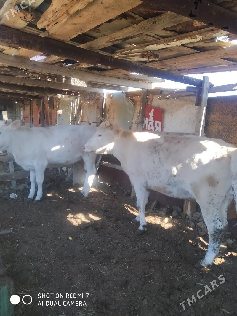 sygyr we gaçar - Türkmenbaşy - img 2