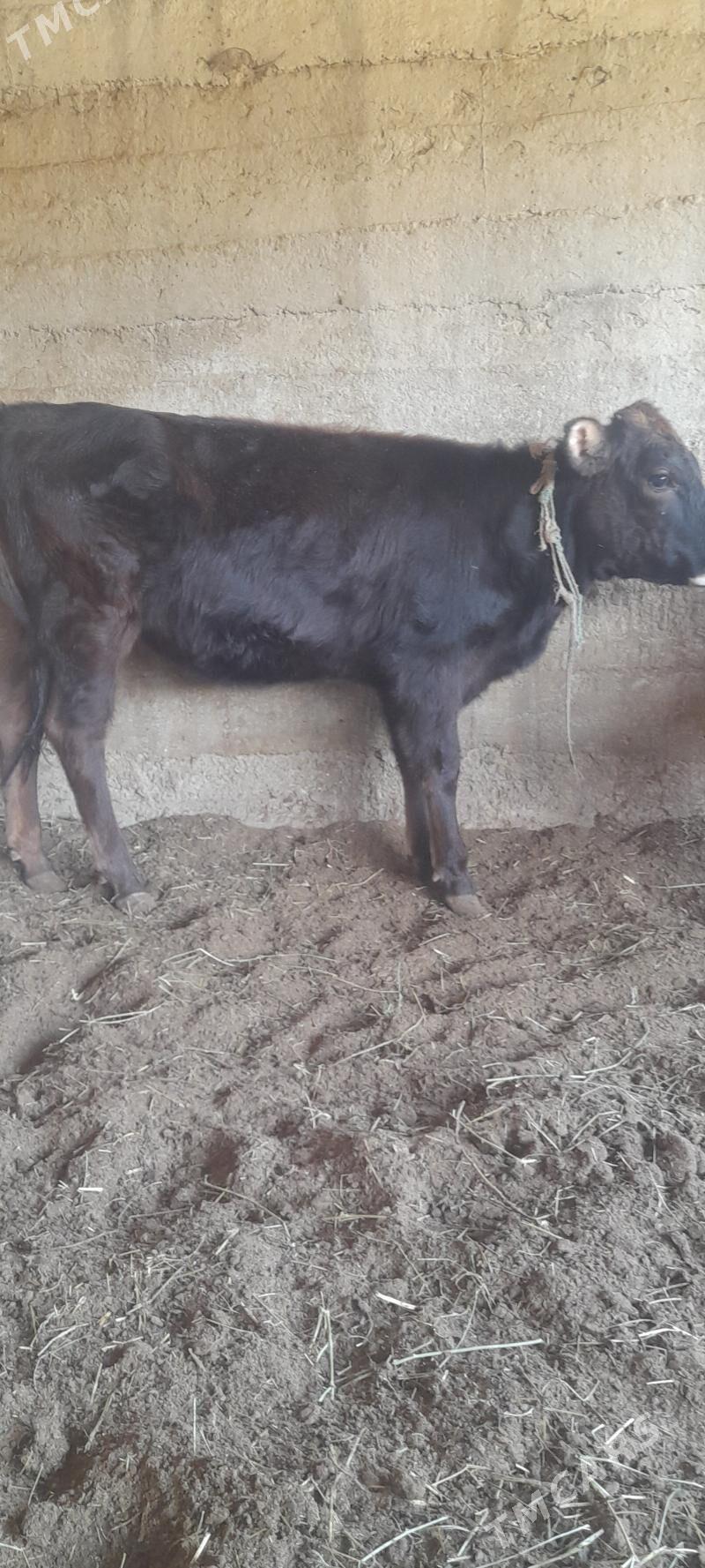 tüwe - Bäherden - img 1