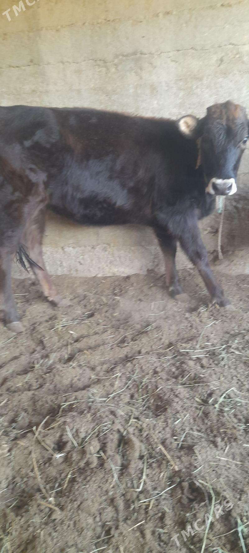 tüwe - Bäherden - img 3