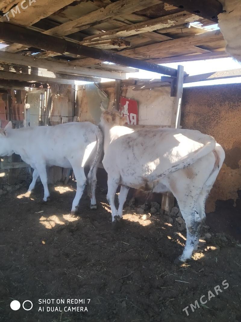 sygyr we gaçar - Türkmenbaşy - img 3