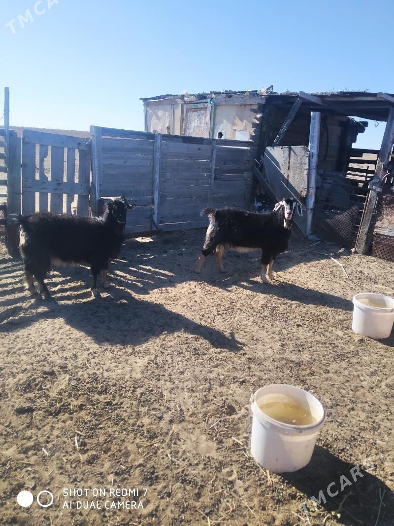 geçi - Туркменбаши - img 2